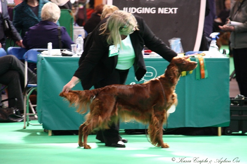 Crufts2011 536.jpg